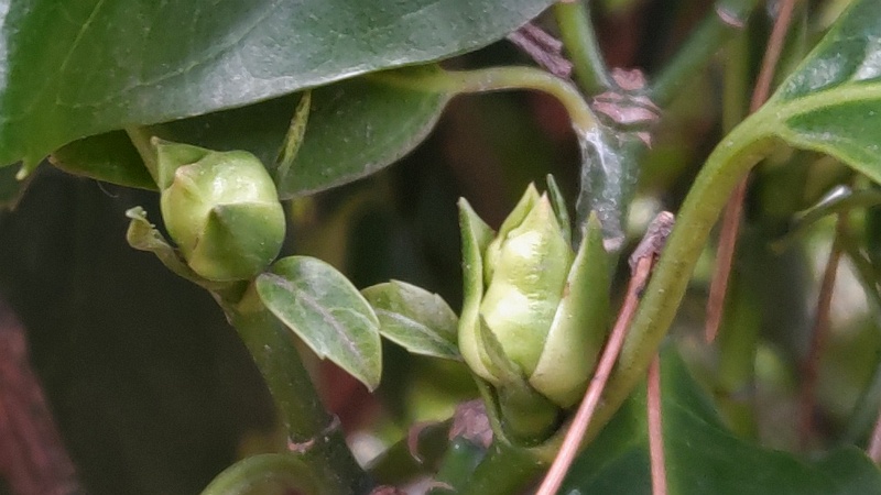 アオキの雄木の蕾 横浜市旭区希望が丘ふれあいの森公園