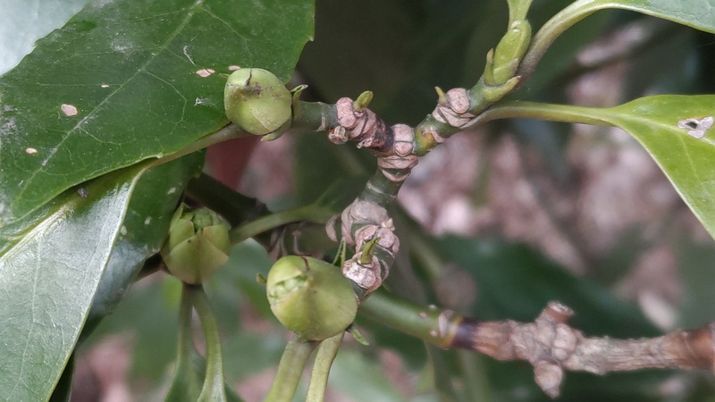 アオキの雄木の蕾 横浜市旭区希望が丘ふれあいの森公園