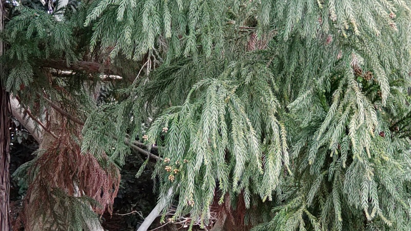 スギの花 横浜市旭区希望が丘ふれあいの森公園