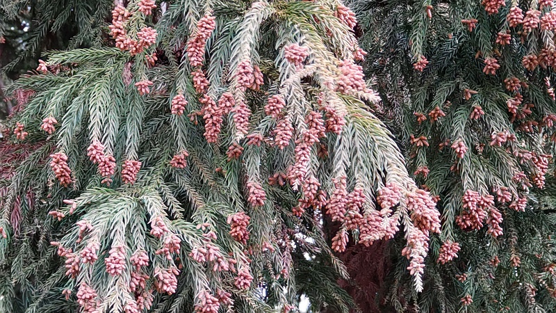 スギの花 横浜市旭区希望が丘ふれあいの森公園