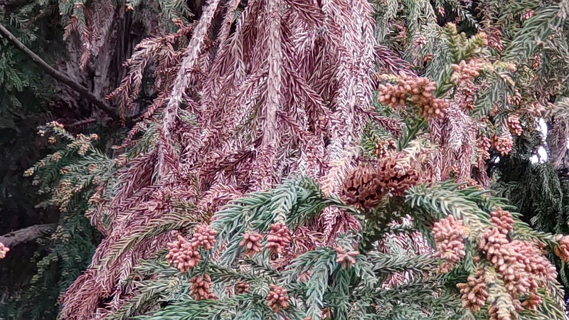 スギの花 横浜市旭区希望が丘ふれあいの森公園