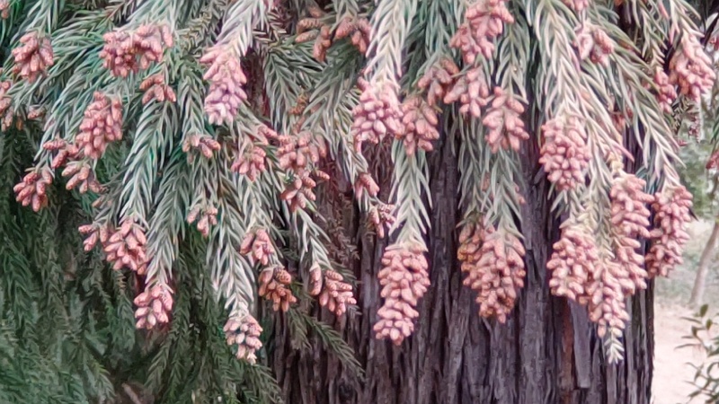 スギの花 横浜市旭区希望が丘ふれあいの森公園