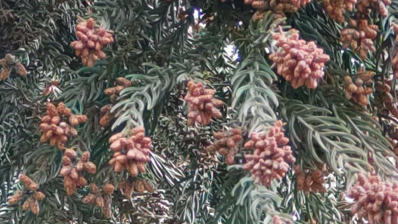 スギの花 横浜市旭区希望が丘ふれあいの森公園