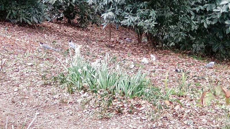 オナガ 横浜市旭区希望が丘水の森公園