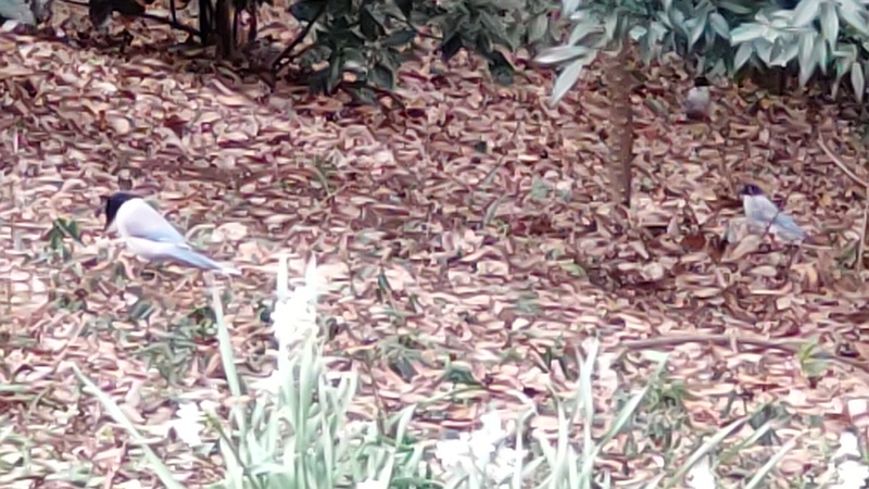 オナガ 横浜市旭区希望が丘水の森公園