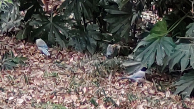 オナガ 横浜市旭区希望が丘水の森公園