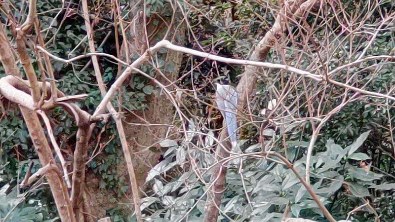 オナガ 横浜市旭区希望が丘水の森公園