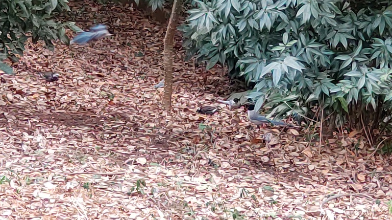 オナガとムクドリ 横浜市旭区希望が丘水の森公園