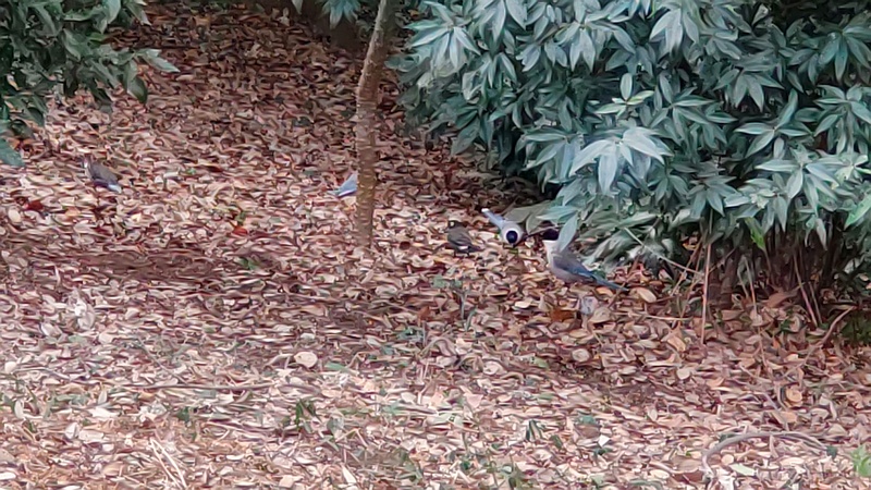 オナガとムクドリ 横浜市旭区希望が丘水の森公園