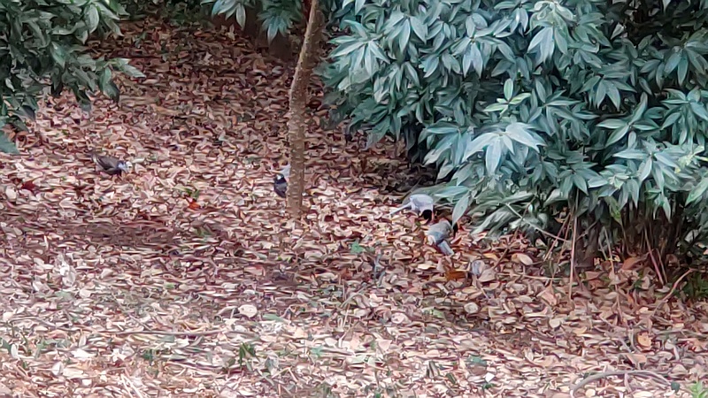 オナガとムクドリ 横浜市旭区希望が丘水の森公園