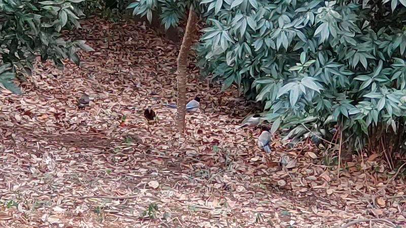 オナガとムクドリ 横浜市旭区希望が丘水の森公園