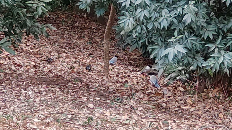 オナガとムクドリ 横浜市旭区希望が丘水の森公園