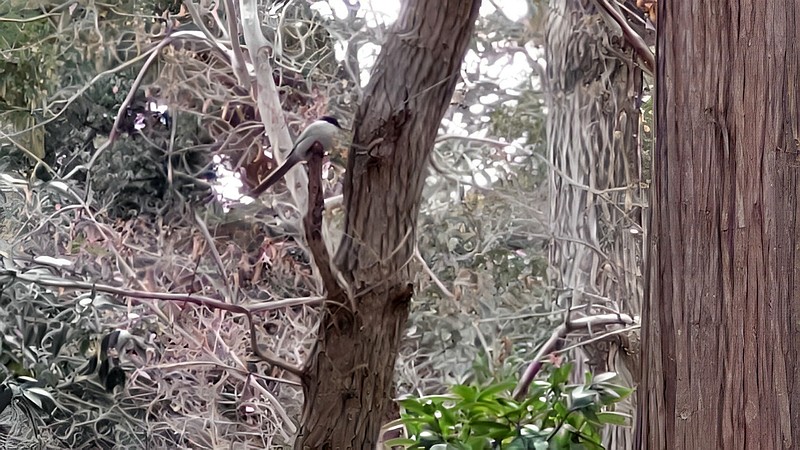 オナガ 横浜市旭区希望が丘水の森公園