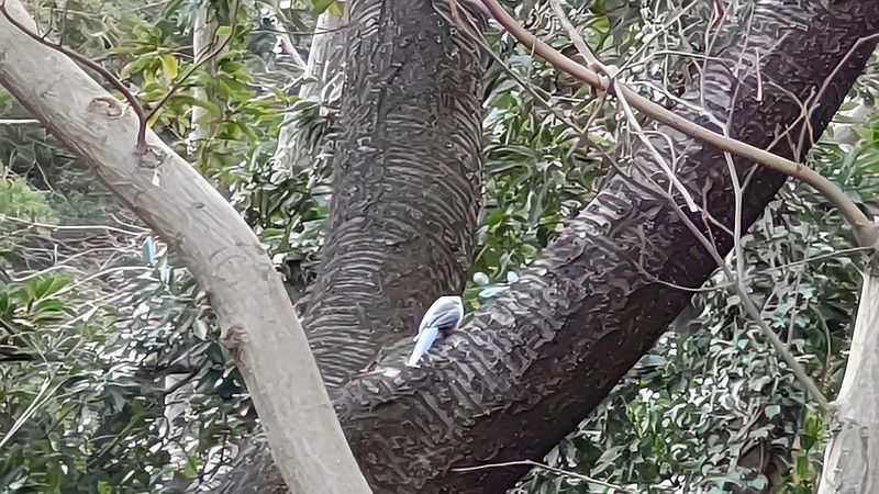 オナガ 横浜市旭区希望が丘水の森公園
