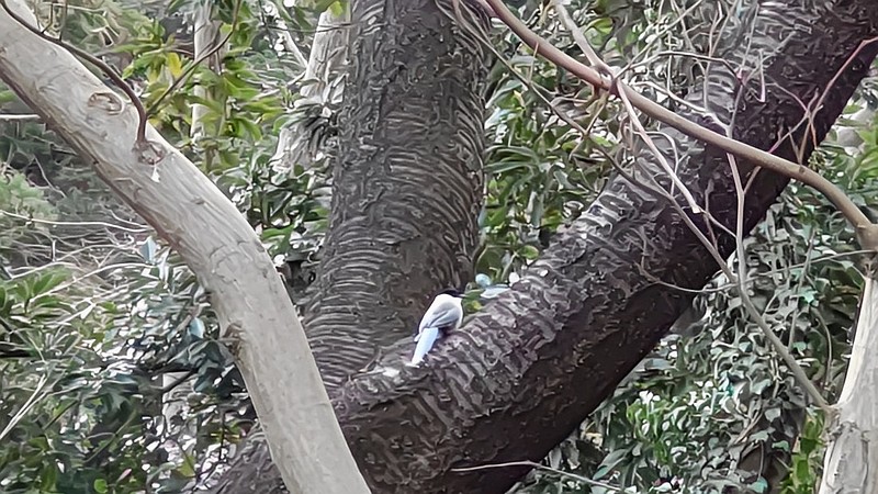 オナガ 横浜市旭区希望が丘水の森公園