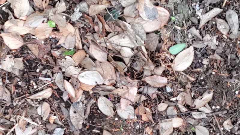 オナガの餌場 横浜市旭区希望が丘水の森公園