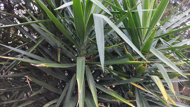 アツバキミガヨラン 横浜市旭区希望が丘水の森公園