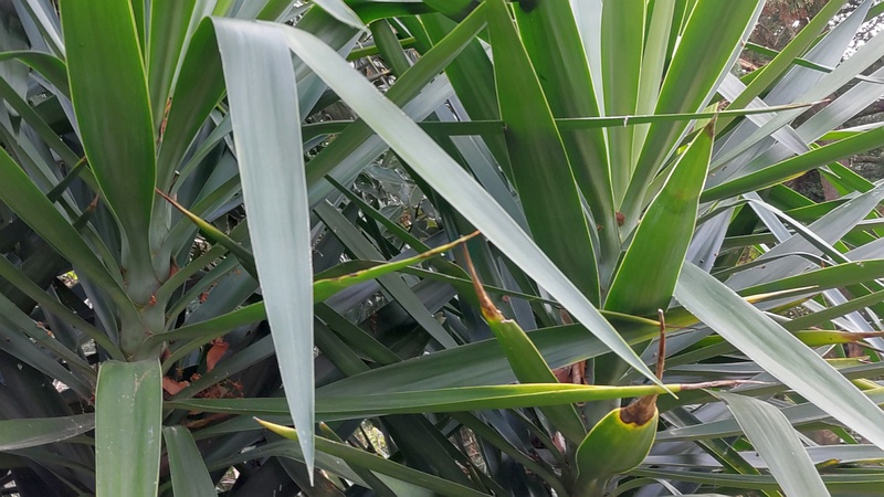 アツバキミガヨラン 横浜市旭区希望が丘水の森公園