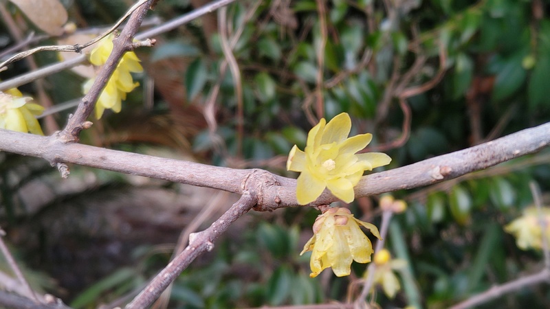 ロウバイの花 横浜市旭区中希望が丘