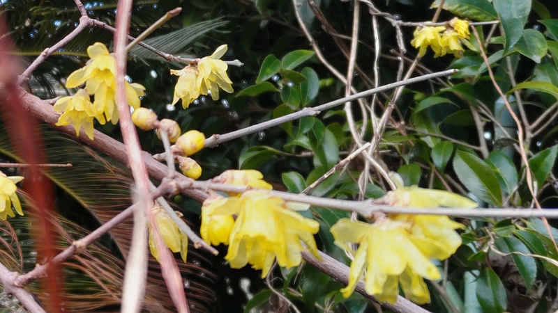 ロウバイの蕾と花 横浜市旭区中希望が丘