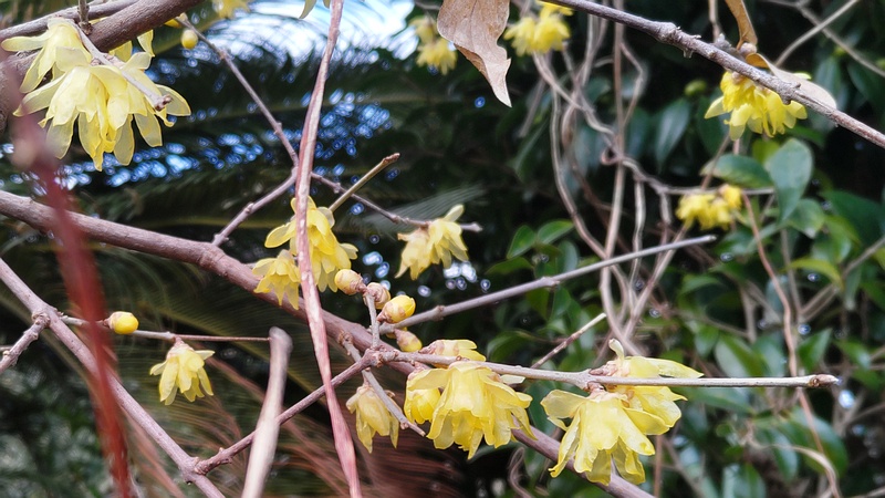 ロウバイの蕾と花 横浜市旭区中希望が丘