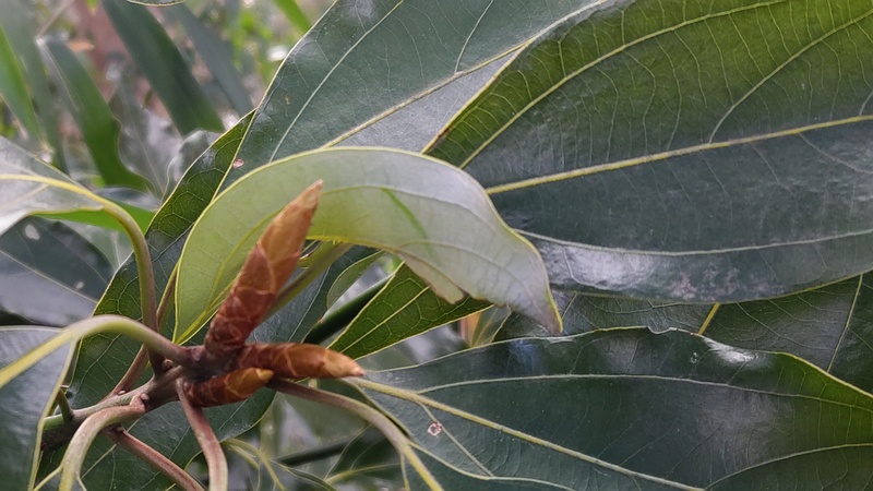 シロダモの芽 横浜市瀬谷区長屋門公園