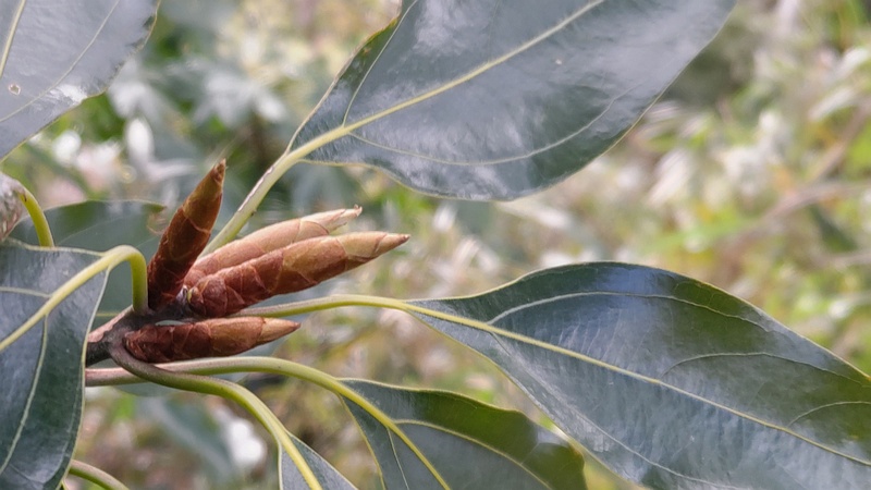 シロダモの芽 横浜市瀬谷区長屋門公園