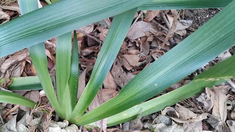 シャガの葉 横浜市瀬谷区長屋門公園