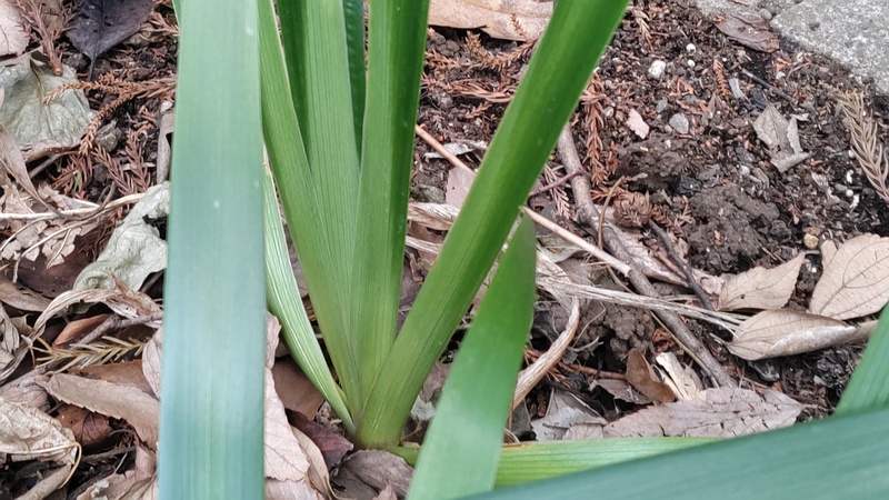 シャガの葉 横浜市瀬谷区長屋門公園
