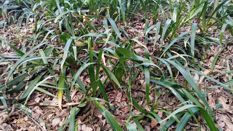 シャガの葉 横浜市瀬谷区長屋門公園