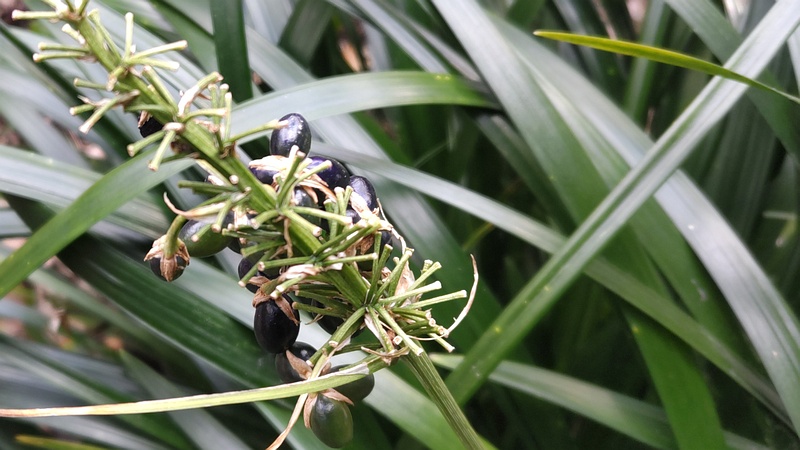 ノシランの果実 横浜市瀬谷区長屋門公園