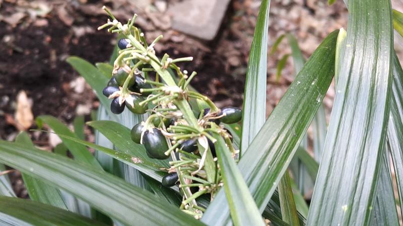 ノシランの果実 横浜市瀬谷区長屋門公園