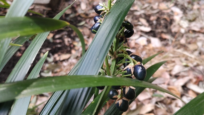 ノシランの果実 横浜市瀬谷区長屋門公園