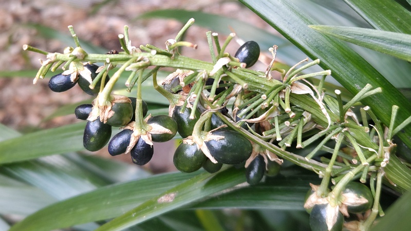 ノシランの果実 横浜市瀬谷区長屋門公園