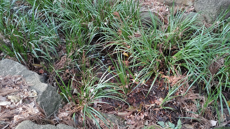 セキショウ 横浜市瀬谷区長屋門公園