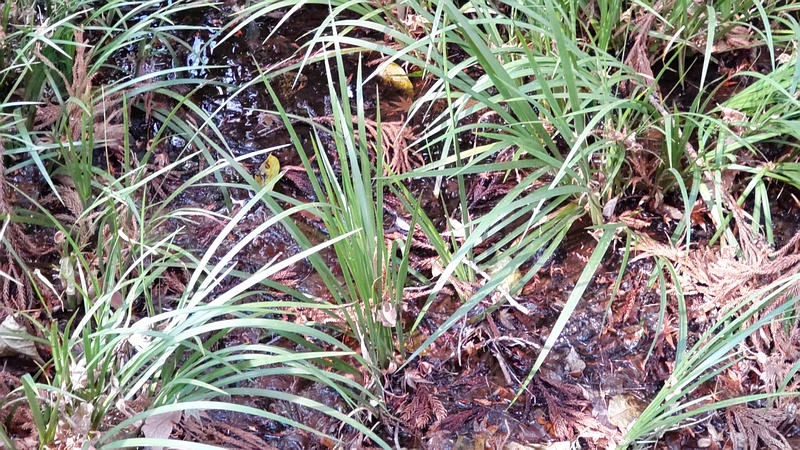 セキショウ 横浜市瀬谷区長屋門公園