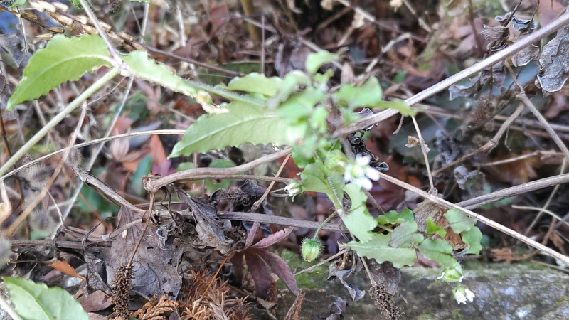 ハコベ 横浜市瀬谷区長屋門公園