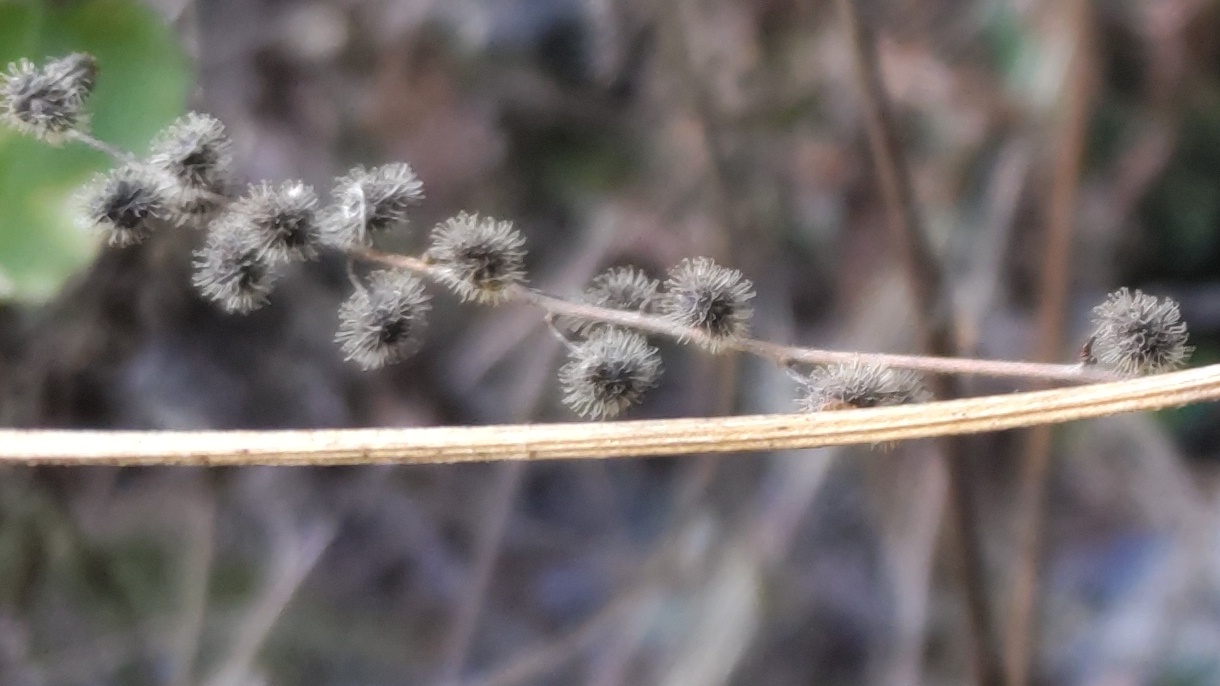コウヤボウキの果実 横浜市瀬谷区長屋門公園