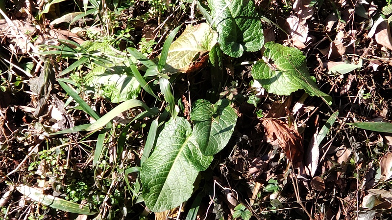 エゾノギシギシ 横浜市瀬谷区長屋門公園