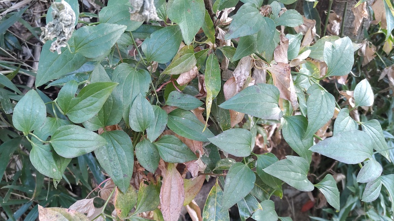 センニンソウ 横浜市瀬谷区長屋門公園