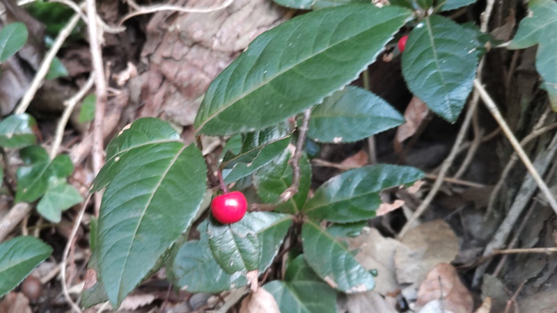 ヤブコウジの果実 横浜市瀬谷区長屋門公園