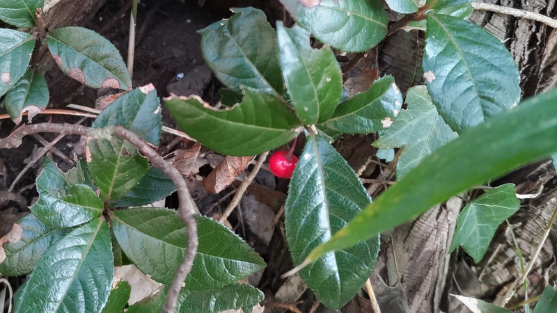 ヤブコウジの果実 横浜市瀬谷区長屋門公園