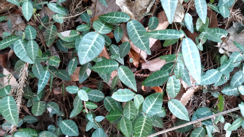 テイカカズラ 横浜市瀬谷区長屋門公園