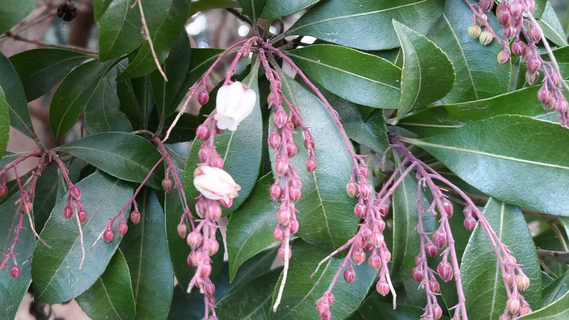 アセビの花 横浜市瀬谷区長屋門公園