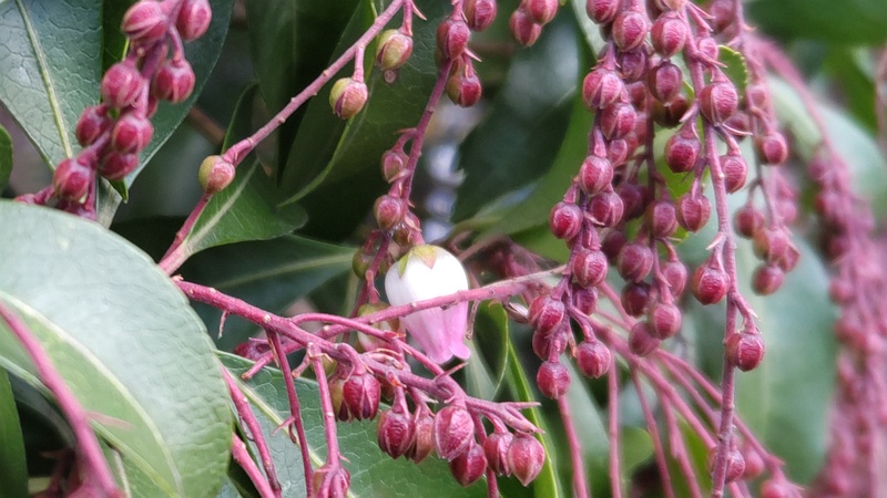 アセビの花 横浜市瀬谷区長屋門公園
