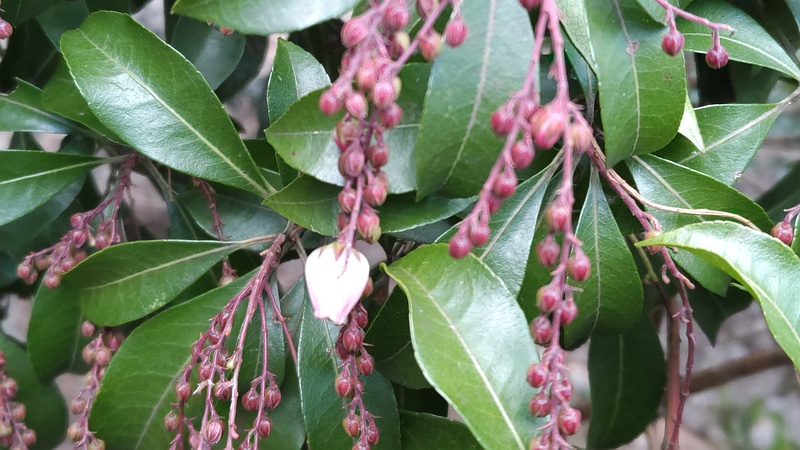 アセビの花 横浜市瀬谷区長屋門公園
