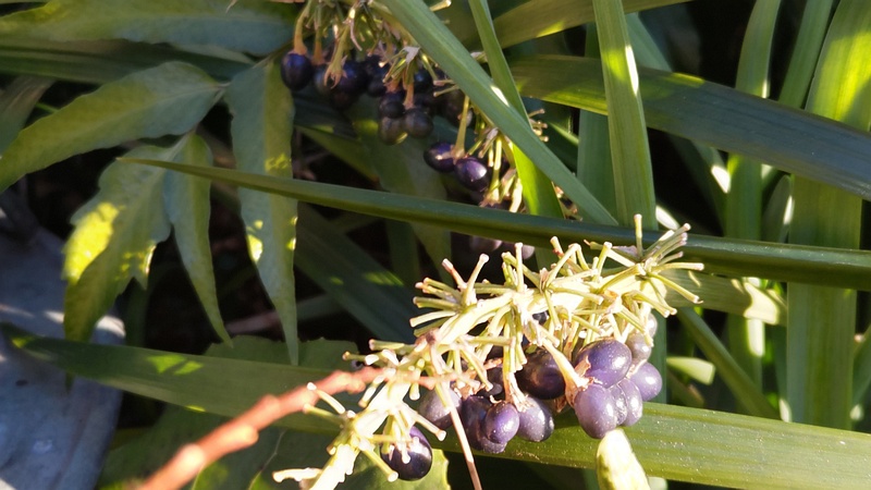 ノシランの果実 東京都大田区平和島公園