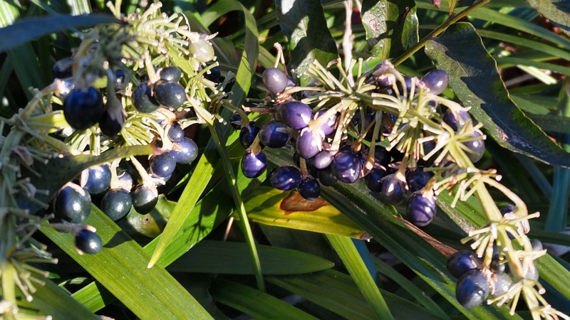 ノシランの果実 東京都大田区平和島公園