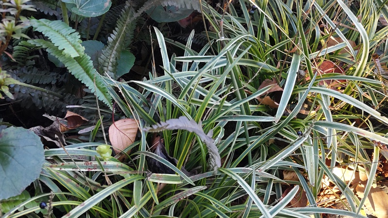 フイリヤブランの果実 東京都大田区平和島公園