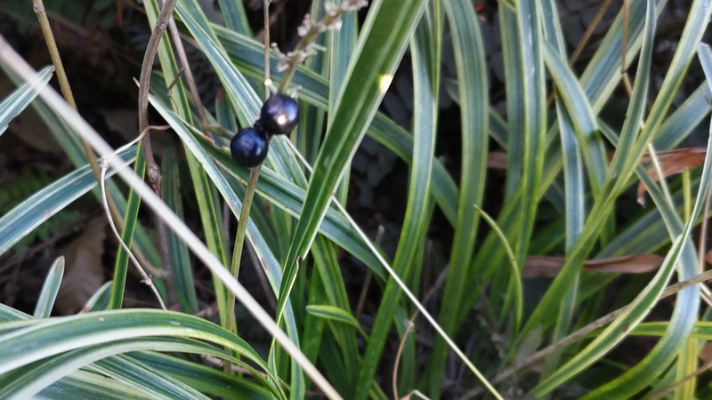 フイリヤブランの果実 東京都大田区平和島公園
